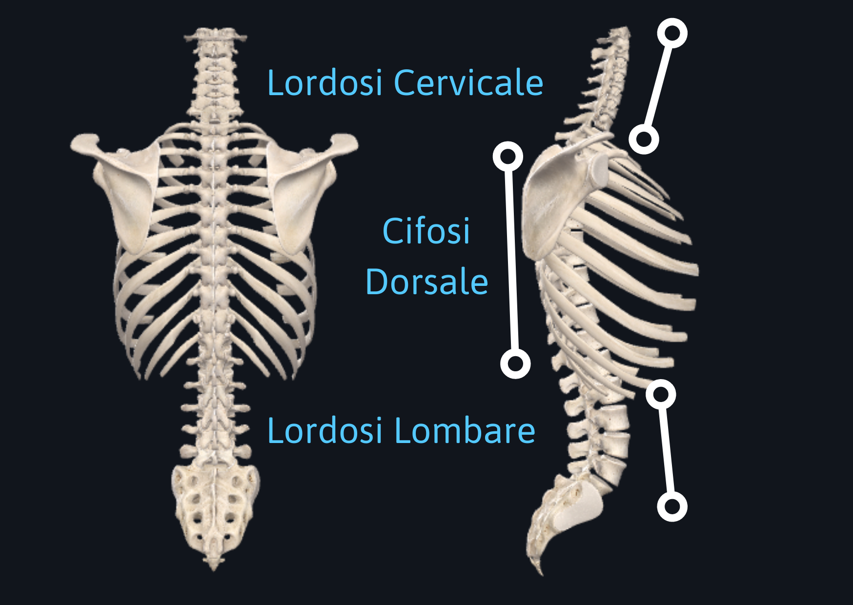 La Colonna Vertebrale